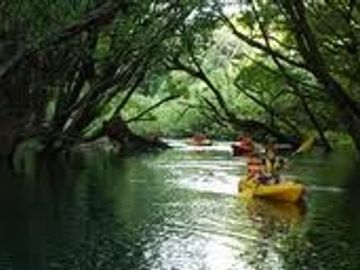 Mangrove tour by kayak