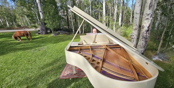A person plays a white grand piano outdoors near trees and a grazing horse.