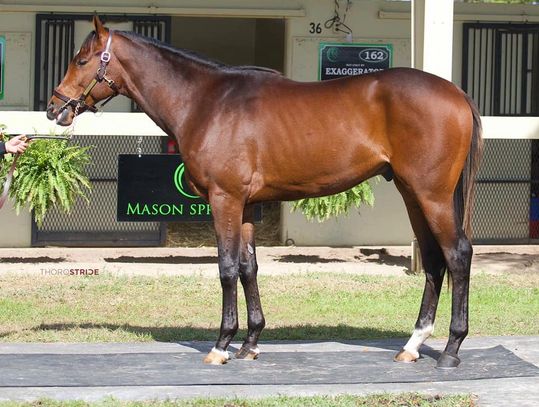 Thoroughbred colt for racing on offer Fasig Tipton Midlantic Sale June 2020 Mason Springs trainee