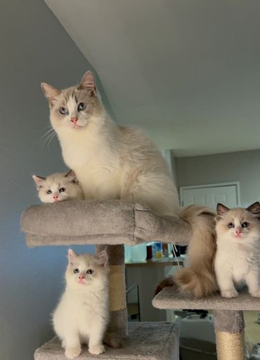 Seal bicolor Ragdoll kitten lying on a white fluffy rug in California home