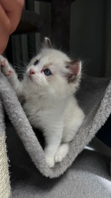 Blue bicolor Ragdoll kitten sitting by a window in Southern California