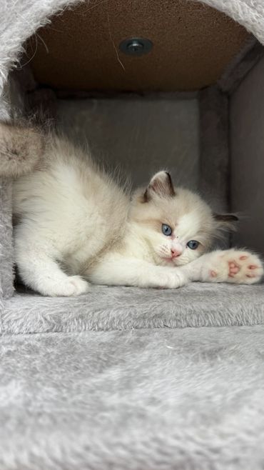 Adorable seal bicolor Ragdoll kitten being held by breeder in Los Angeles CA