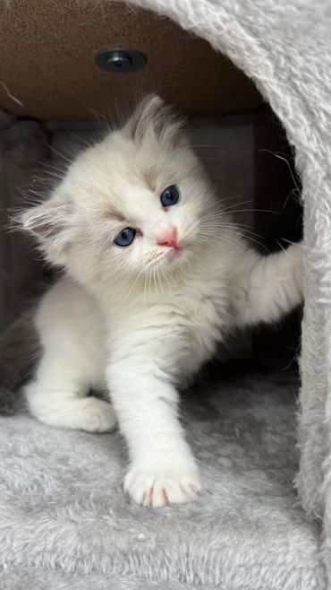 Blue bicolor Ragdoll kitten resting on a cat tower in Southern California