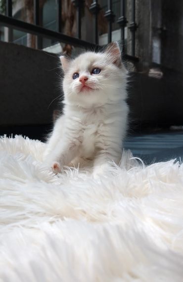 Adorable Ragdoll kittens in Los Angeles CA socialized in a family home