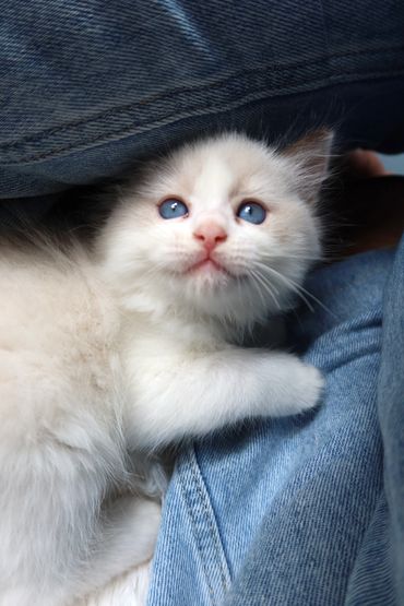 TICA registered Ragdoll kittens for sale raised in Los Angeles California