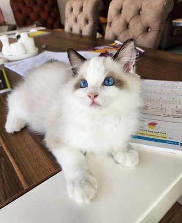 Blue bicolor Ragdoll kitten playing with a feather wand toy in Los Angeles
