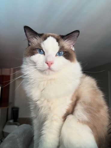 Playful Ragdoll kittens in Los Angeles cuddling together on a sofa