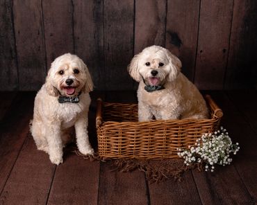 two small dogs in a basket