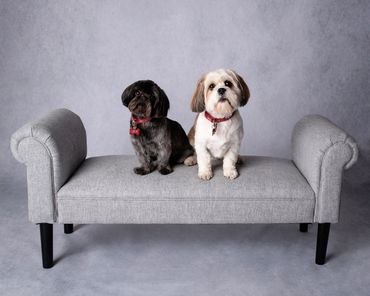 two small dogs on a bench