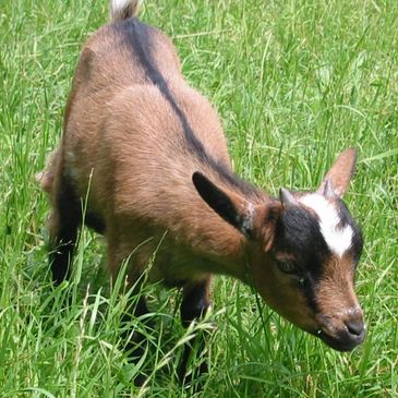 Brown goat grazing in grass.