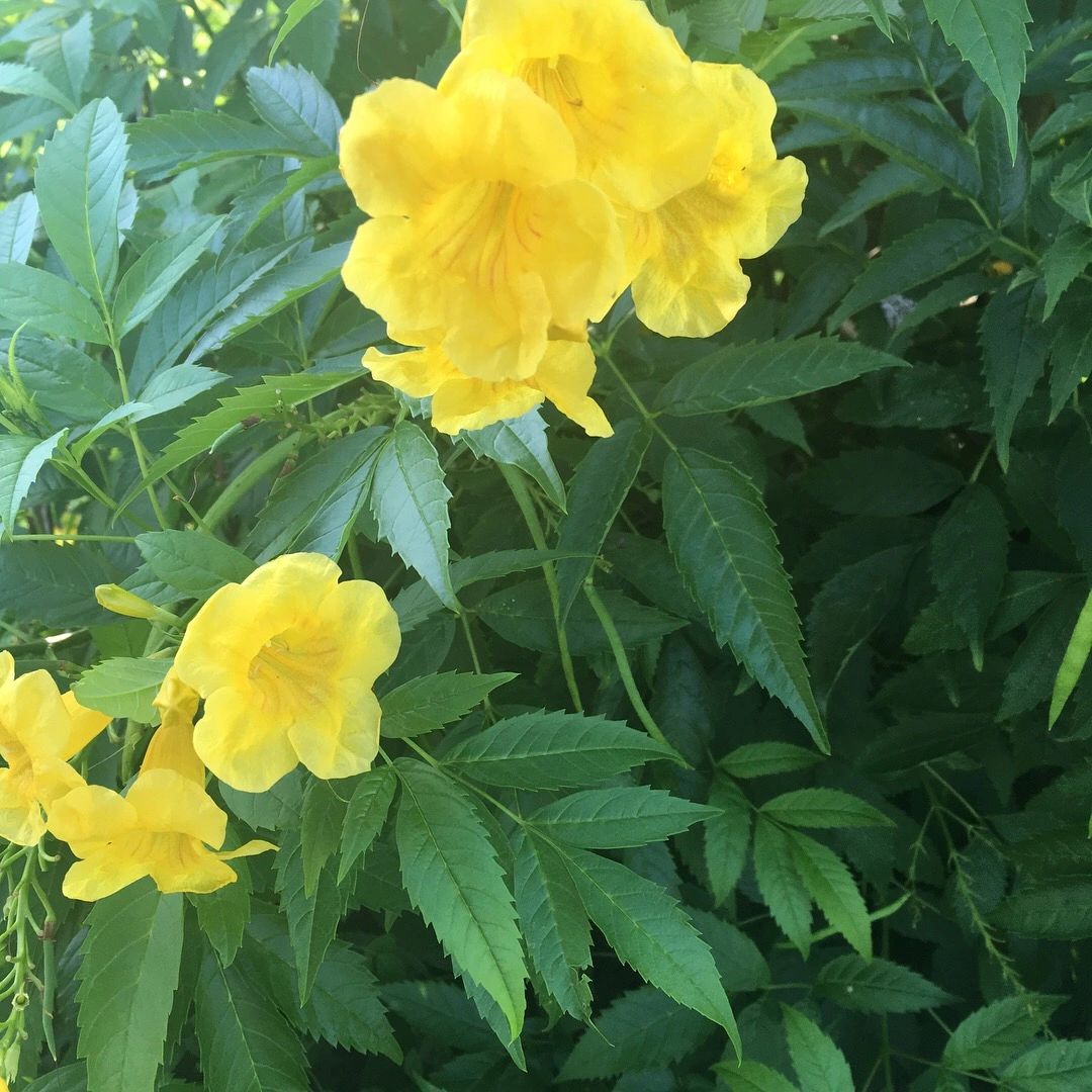 Yellow elder - National flower of The Bahamas
