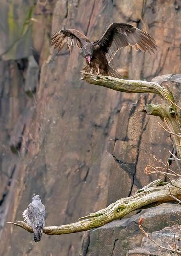 Peregrine Falcon and Turkey Vulture