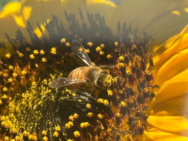 Bee pollinating our sunflowers grown as feed supplement