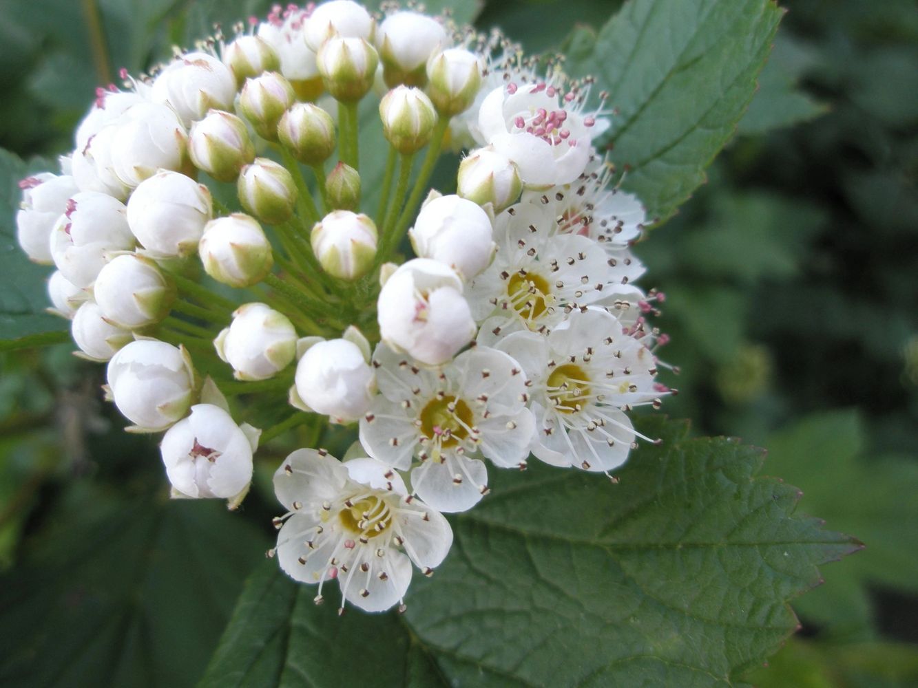 Physocarpus (Ninebark) flower, close-up shot.