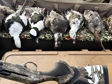 Guided sea duck hunt