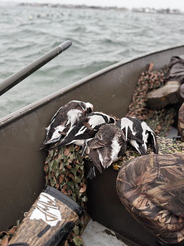 Sea Duck hunting in Maine