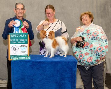 a red and white dog at a dog show