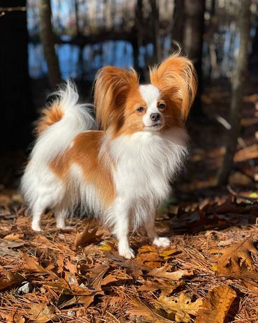 A red and white papillon.