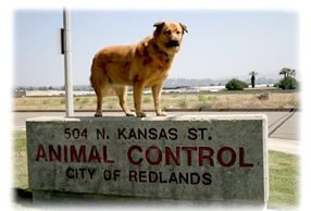 A dog stands atop an animal control sign in Redlands.