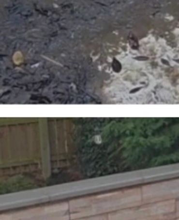 Garden clearance removing dense weeds and unwanted vegetation