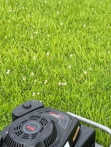 Experienced gardener shaping shrubs and tidying a residential outdoor space