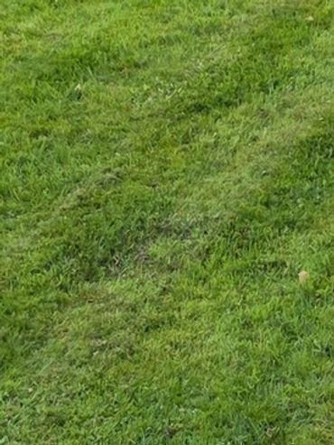 Lawn edging around a driveway and grass border in Glenavy