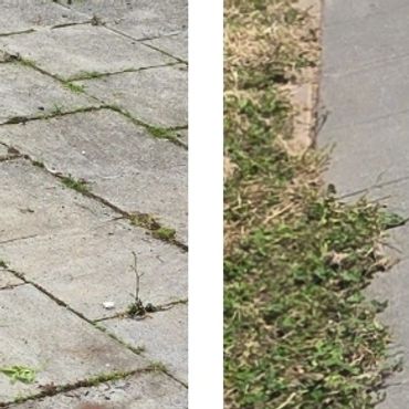 Garden clearance removing unwanted growth from an overgrown outdoor space