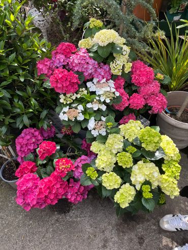 Colorful hydrangea flowers in a garden setting with green leaves and potted plants.