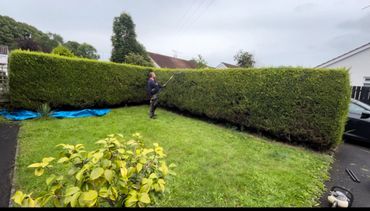 Man trimming a large hedge in a residential garden on a cloudy day.