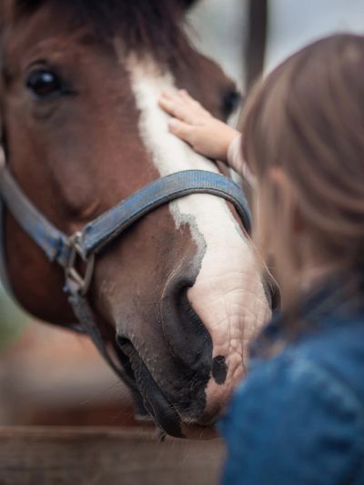 Pferdegestützte Psychotherapie