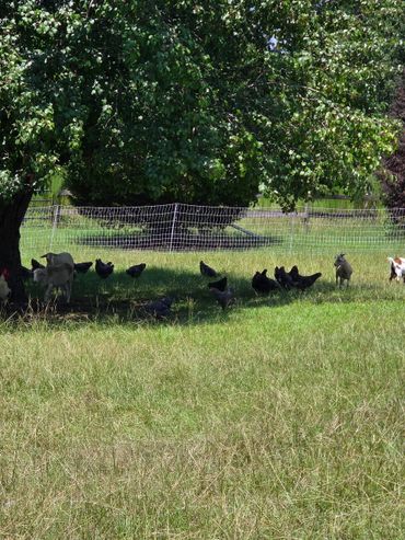 Goats and chickens gather under a large tree in a fenced grassy area.