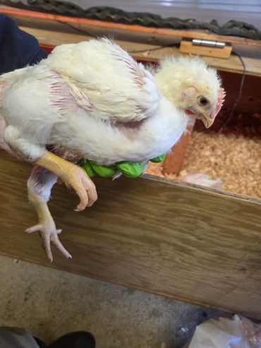A young white chicken held by a person wearing green gloves.