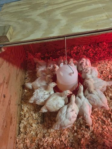 Group of young chickens gathered around a feeder in a wooden coop.