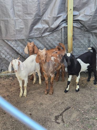 A group of colorful goats standing in a fenced area.