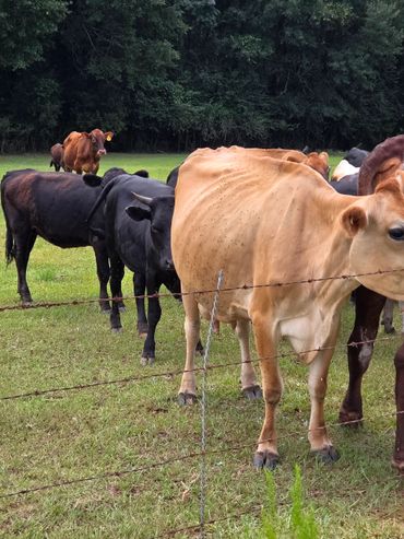 A group of cows standing behind a barbed wire fence in a green field.