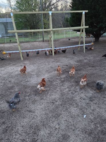 Chickens gather around a suspended watering system in a fenced yard.