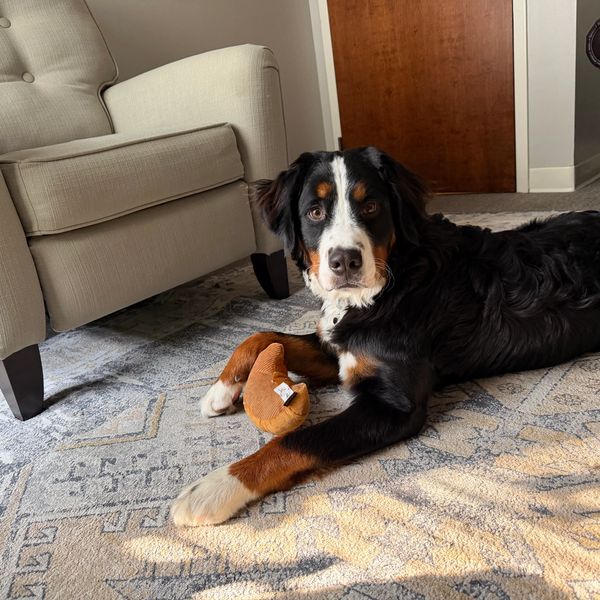 Bernese Mountain Dog lying on a patterned rug with a toy.