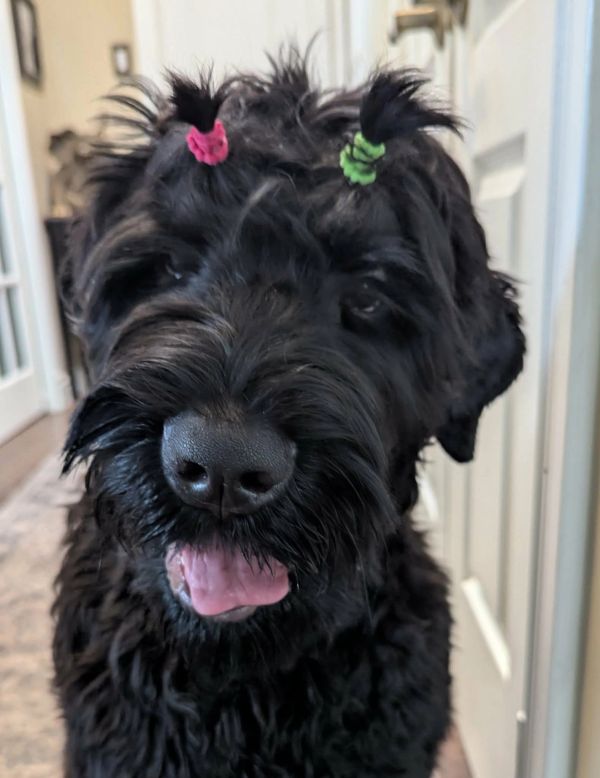 Black fluffy dog with cute hair ties.