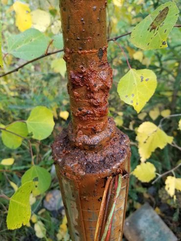 broken water line
broken water pump
no water