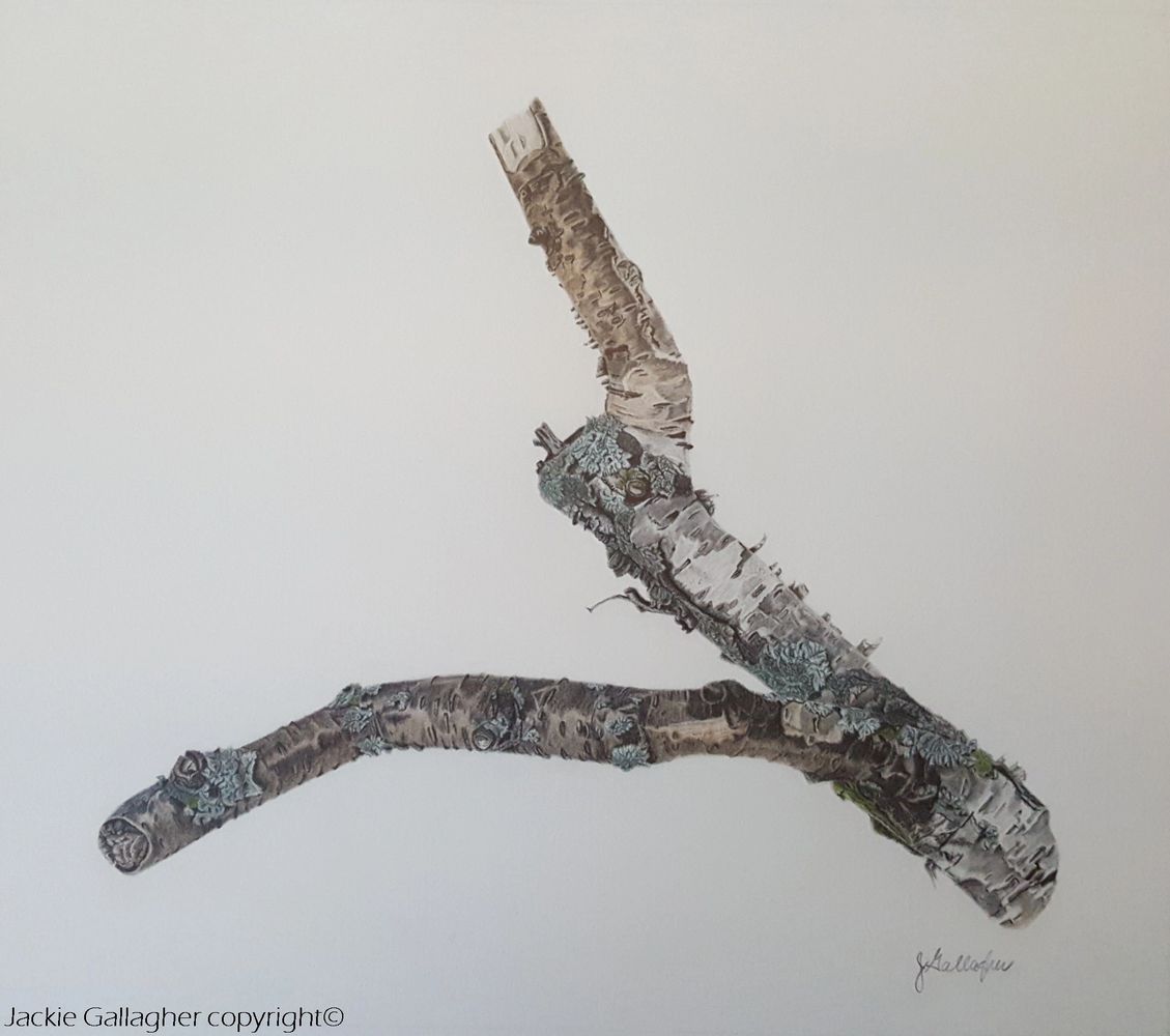 Birch Branch w/ Lichen