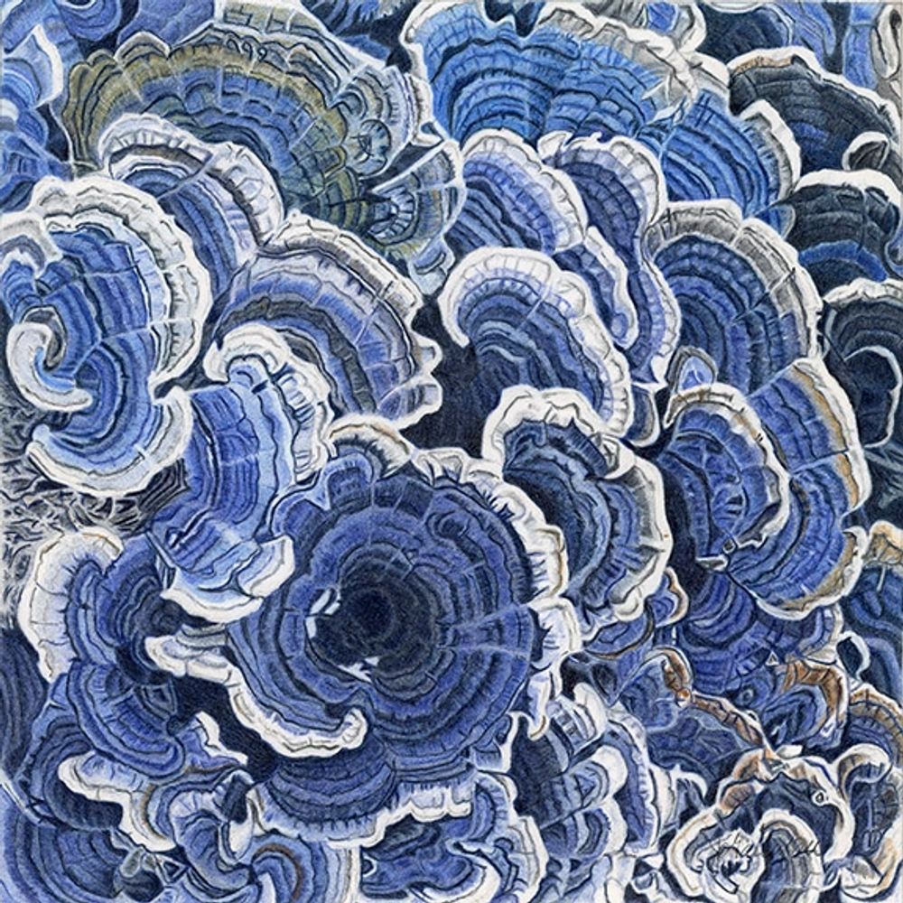 Turkey Tail Blue ~ Coloured Pencil