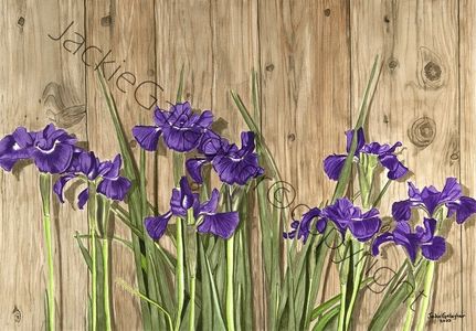 “Standing Tall” – Siberian Irises, Watercolour on Illustration Board,
Framed 23⅝” x 18”, For Sale