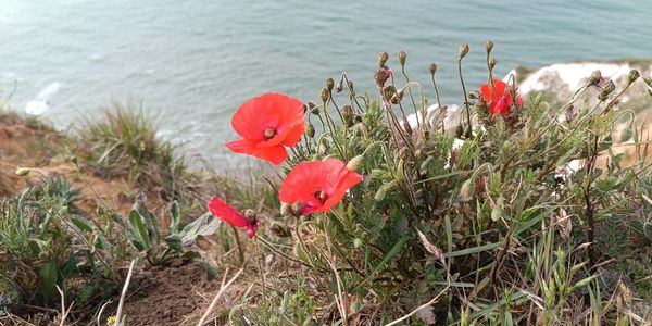 Poppy in Caple footpath.White cliffs of dover.Saxon shore way.English Coastal Path. Dover tours