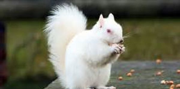 Albino Squirrels in Olney, Illinois are nuts about murder mystery novels