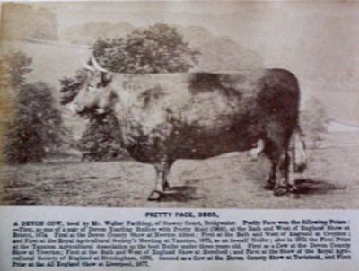 Historical Photo of American Milking Devon Cattle, known as North Devon Cattle in England.