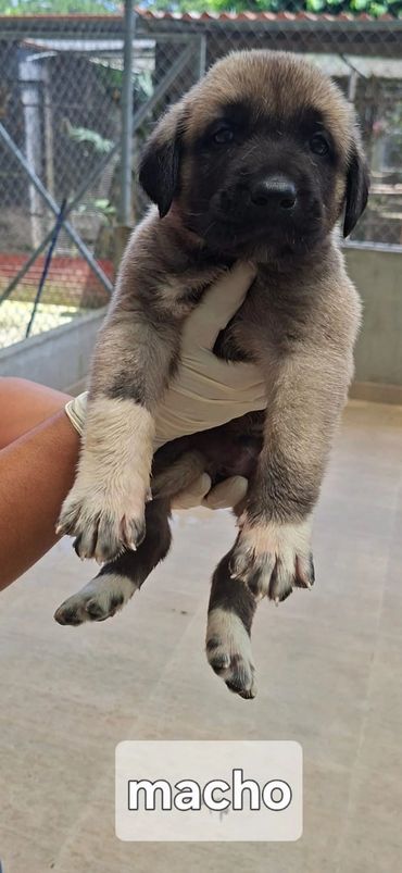 Male 3 week old puppy