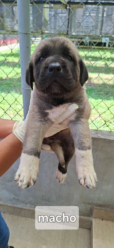 3 week old male