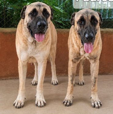 Giant Malakli/ Anatolion Shepherd Parents. Male is 37 inches & female is 35 inches at the shoulder