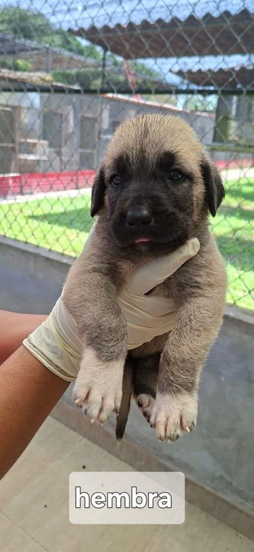 3 week old Female pup