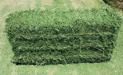 Large bale of green hay